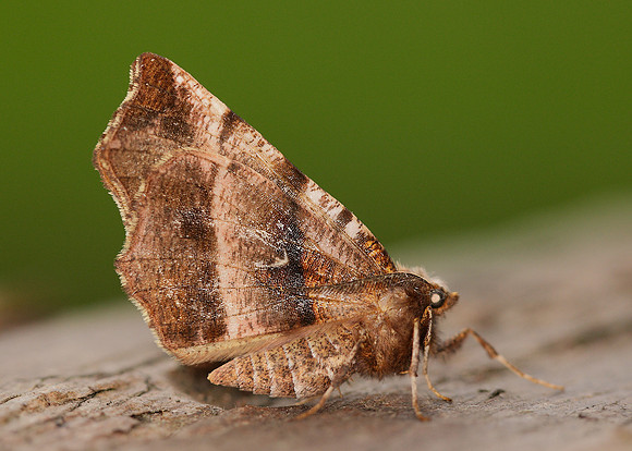 70.237 BF1917 Early Thorn Selenia dentaria