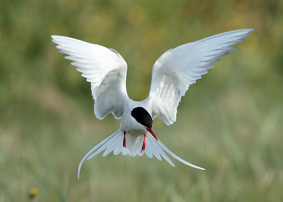 Arctic Tern Sterna paradisaea