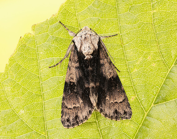 73.036 BF2281 Alder Moth Acronicta alni