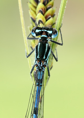 Variable Damselfly Coenagrion pulchellum