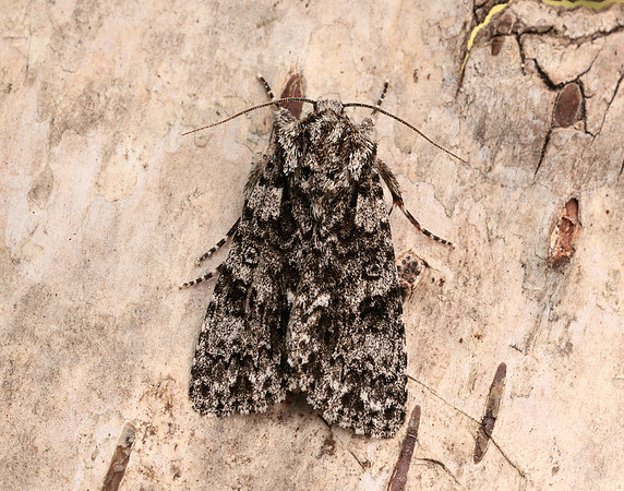 73.045 BF2289 Knot Grass Acronicta rumicis
