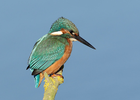 Kingfisher Alcedo atthis