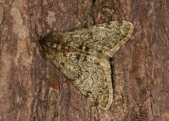 70.247 BF1926 Pale Brindled Beauty Phigalia pilosaria