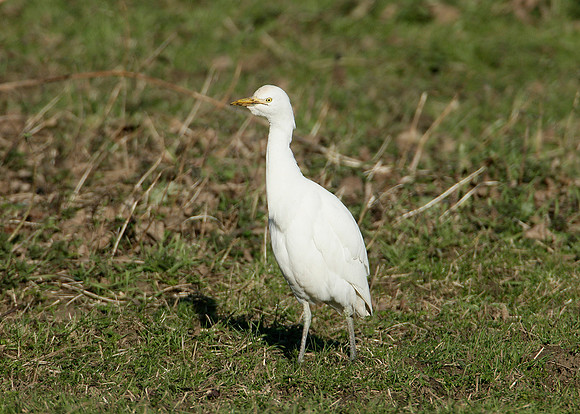 Cattle Egret Bubulcus ibis