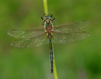 Brilliant Emerald Somatochlora metallica