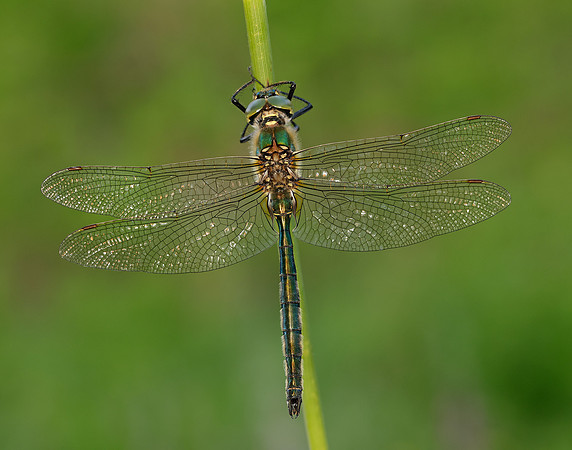 Brilliant Emerald Somatochlora metallica
