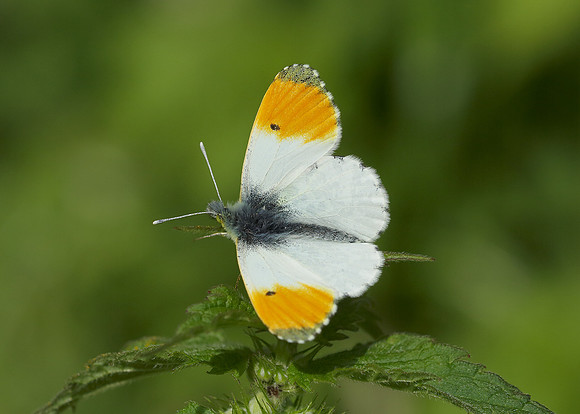 Orange-tip Anthocharis cardamines