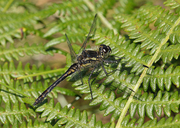 Black Darter Sympetrum danae