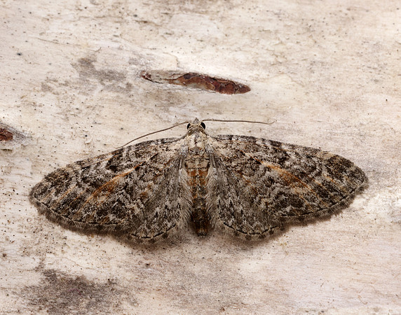 70.187 BF1838 Tawny Speckled Pug Eupithecia icterata