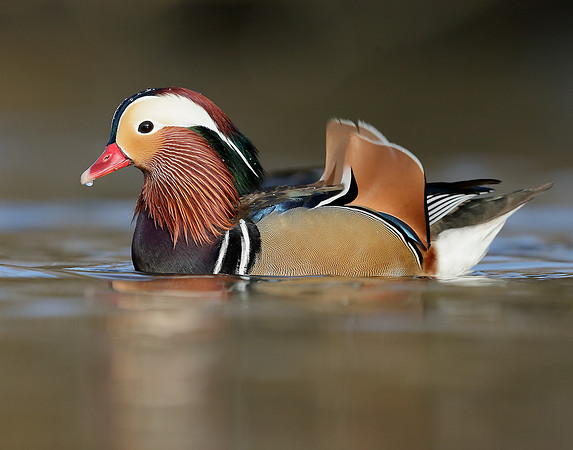 Mandarin Aix galericulata
