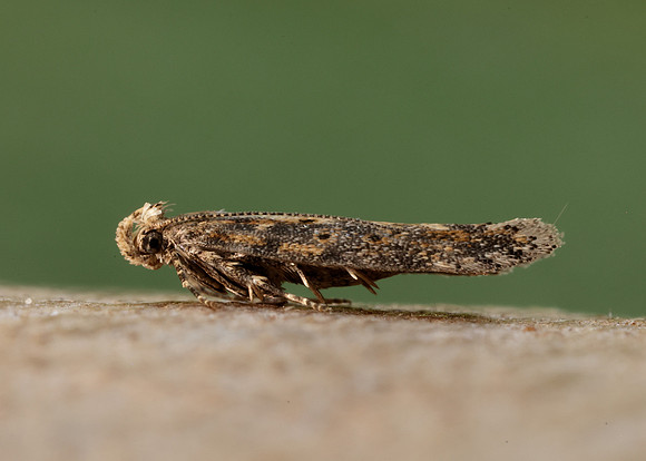 35.118 BF814 Beet Moth Scrobipalpa ocellatella