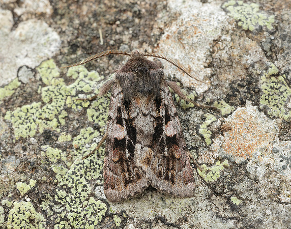 73.363 BF2125 Northern Dart Xestia alpicola