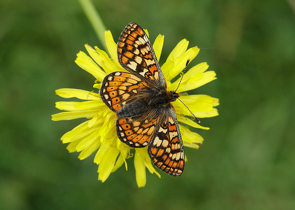 Marsh Fritillary Euphydryas aurinia