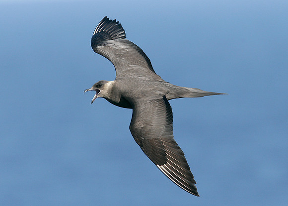 Arctic Skua Stercorarius parasiticus