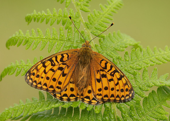 Dark Green Fritillary Argynnis aglaja