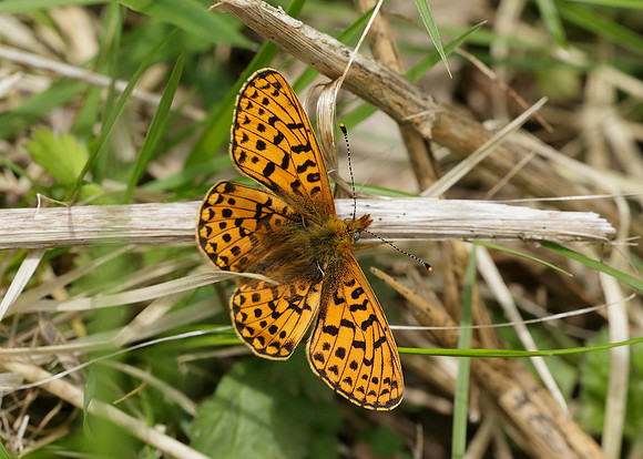 Pearl-Bordered Fritillary Boloria euphrosyne