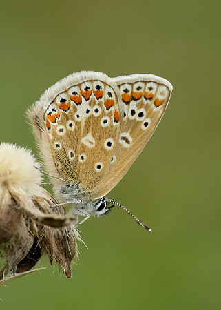 Common Blue Polyommatus icarus