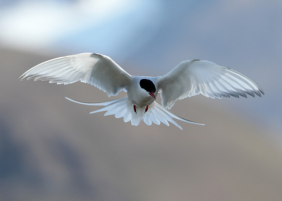 Arctic Tern Sterna paradisaea
