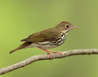 Ovenbird Seiurus aurocapilla