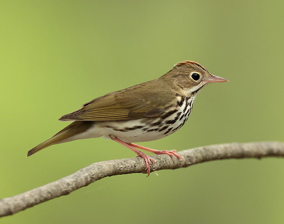 Ovenbird Seiurus aurocapilla