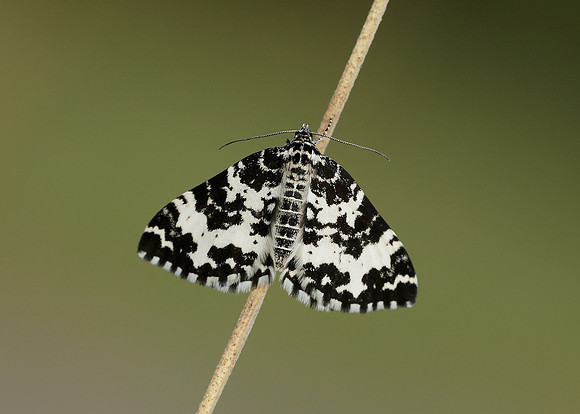 70.120 BF1787 Argent & Sable Rheumaptera hastata hastata