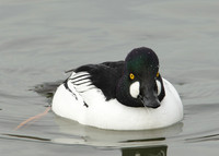 Goldeneye Bucephala clangula