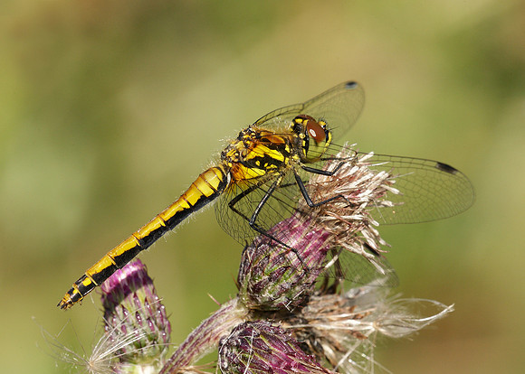 Black Darter Sympetrum danae