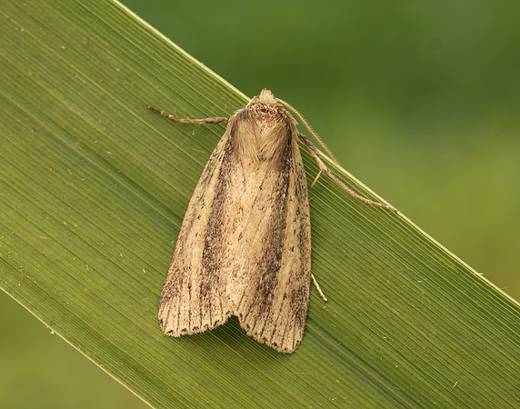 73.141 BF2371 Brown-veined Wainscot Archanara dissoluta