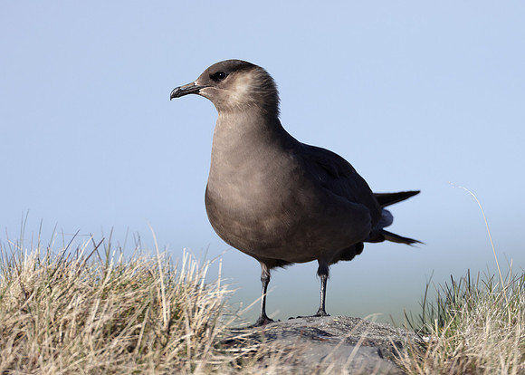 Arctic Skua Stercorarius parasiticus