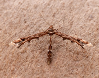 45.010 BF1497 Beautiful Plume Amblyptilia acanthadactyla