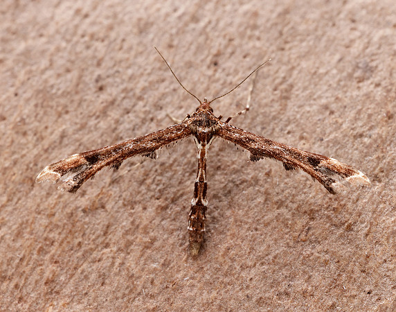 45.010 BF1497 Beautiful Plume Amblyptilia acanthadactyla