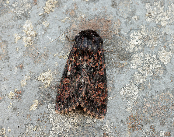 73.167 BF2324 Northern Arches Apamea exulis