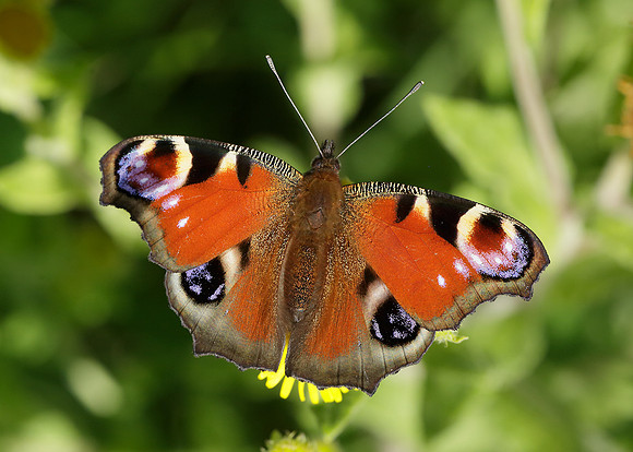 Peacock Inachis io