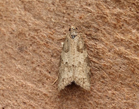 49.049 BF1024 Light Grey Tortrix Cnephasia incertana