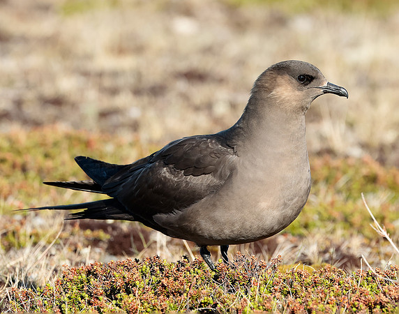 Arctic Skua Stercorarius parasiticus