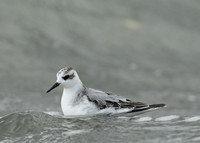 Grey Phalarope Phalaropus fulicarius