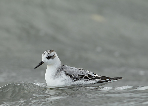 Grey Phalarope Phalaropus fulicarius