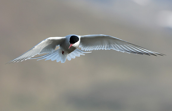 Arctic Tern Sterna paradisaea