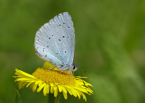 Holly Blue Celastrina argiolus
