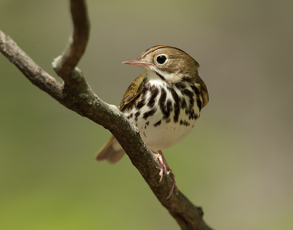 Ovenbird Seiurus aurocapilla