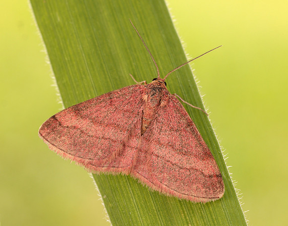 70.022 BF1688 Tawny Wave Scopula rubiginata