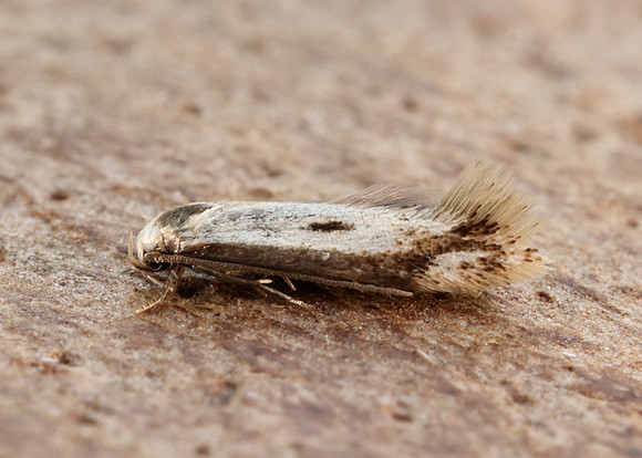 38.046 BF630 Elachista albidella