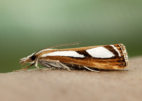 63.096 BF1310 Catoptria permutatellus