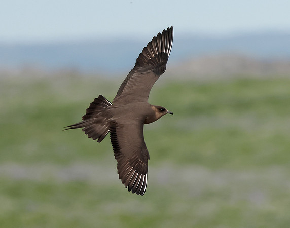 Arctic Skua Stercorarius parasiticus