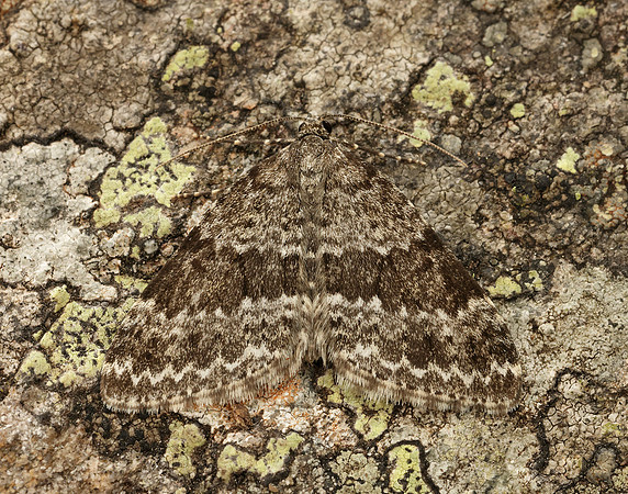 70.072 BF1744 Grey Mountain Carpet Entephria caesiata