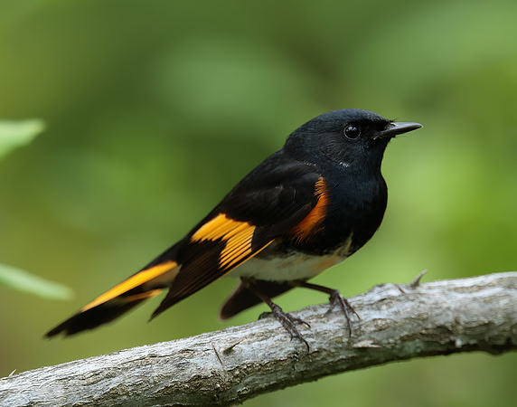 American Redstart Setophaga ruticilla