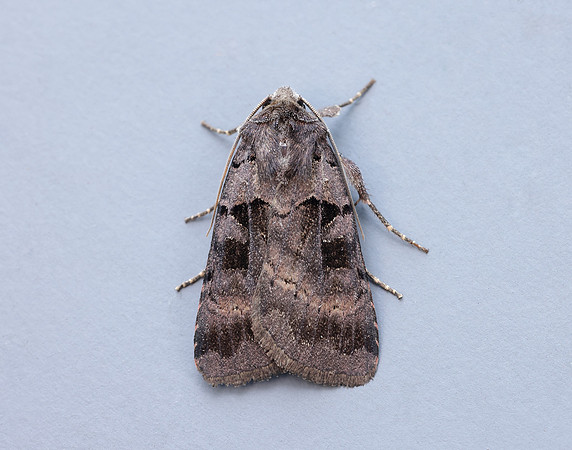 73.354 BF2131 Square-spotted Clay Xestia stigmatica