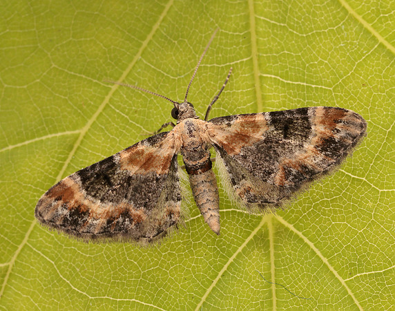 70.150 BF1816 Toadflax Pug Eupithecia linariata