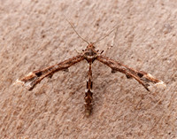 45.010 BF1497 Beautiful Plume Amblyptilia acanthadactyla