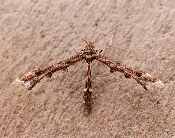 45.010 BF1497 Beautiful Plume Amblyptilia acanthadactyla